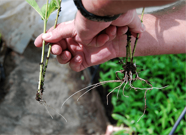 阿曼插條種植科研項(xiàng)目